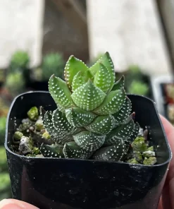 Haworthia Coarctata Succulent Live Plant - 2.5 inch Pot - Indoor - Image 1