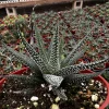 Haworthia Fasciata Cape Town Succulent Live Plant – 4 inch pot – Indoor Low light - Image 1