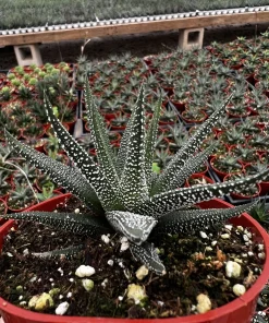 Haworthia Fasciata Cape Town Succulent Live Plant – 4 inch pot – Indoor Low light - Image 1