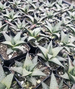 Haworthia tessellata Alligator Plant Live Succulent – 2in Pot – Indoor - Image 2