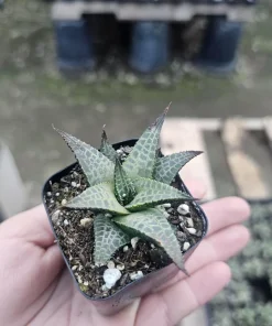 Haworthia tessellata Alligator Plant Live Succulent – 2in Pot – Indoor - Image 3