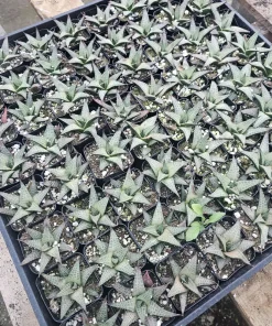 Haworthia tessellata Alligator Plant Live Succulent – 2in Pot – Indoor - Image 4