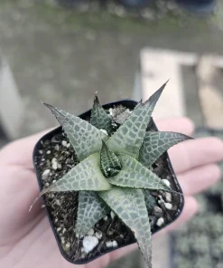 Haworthia tessellata Alligator Plant Live Succulent – 2in Pot – Indoor - Image 5