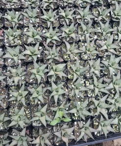 Haworthia tessellata Alligator Plant Live Succulent – 2in Pot – Indoor - Image 6