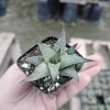 Haworthia tessellata Alligator Plant Live Succulent – 2in Pot – Indoor - Image 1
