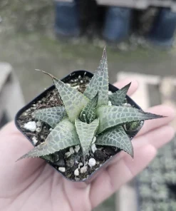Haworthia tessellata Alligator Plant Live Succulent – 2in Pot – Indoor - Image 1