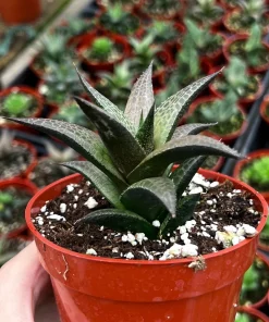 Haworthia Tessellata Live Succulent Plant - Rare & Easy Care, 4 inch Pot - Image 2