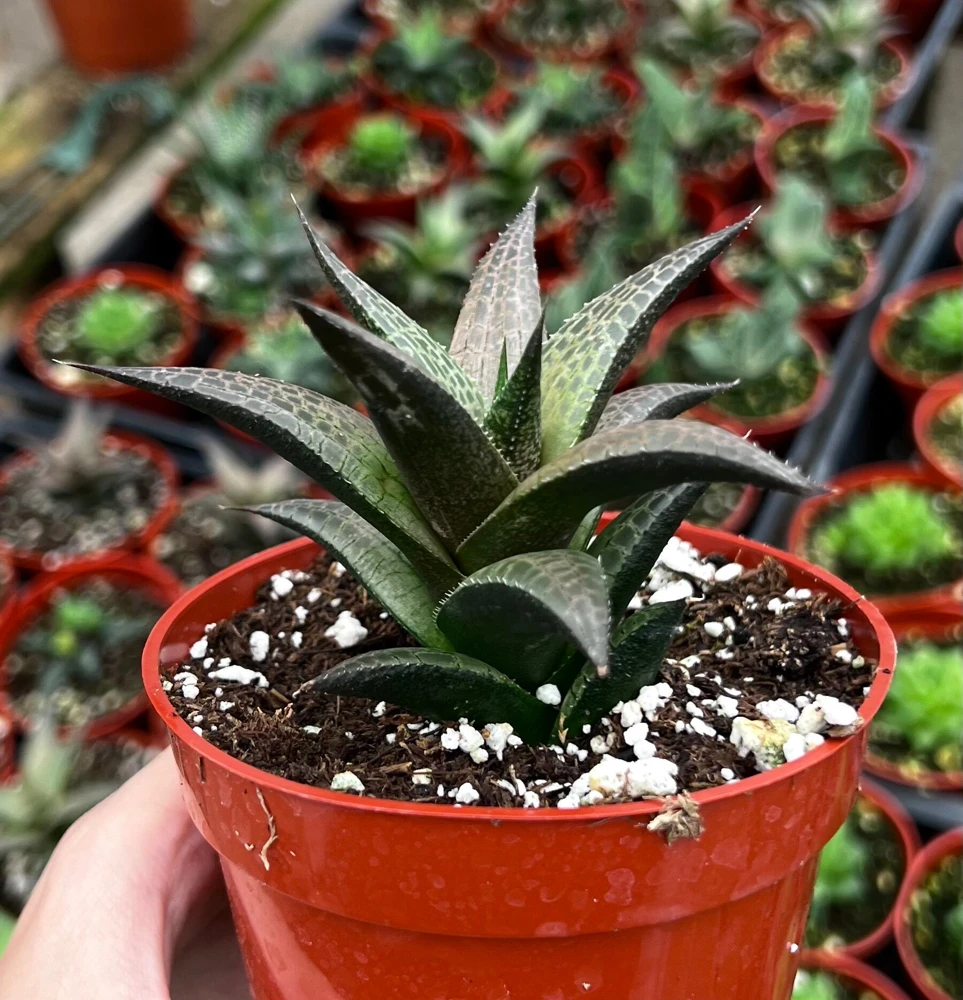 Haworthia Tessellata Live Succulent Plant - Rare & Easy Care, 4 inch Pot - Image 2