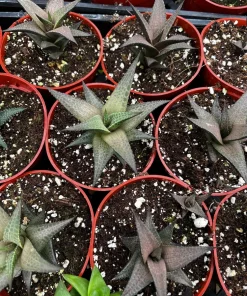 Haworthia Tessellata Live Succulent Plant - Rare & Easy Care, 4 inch Pot - Image 3