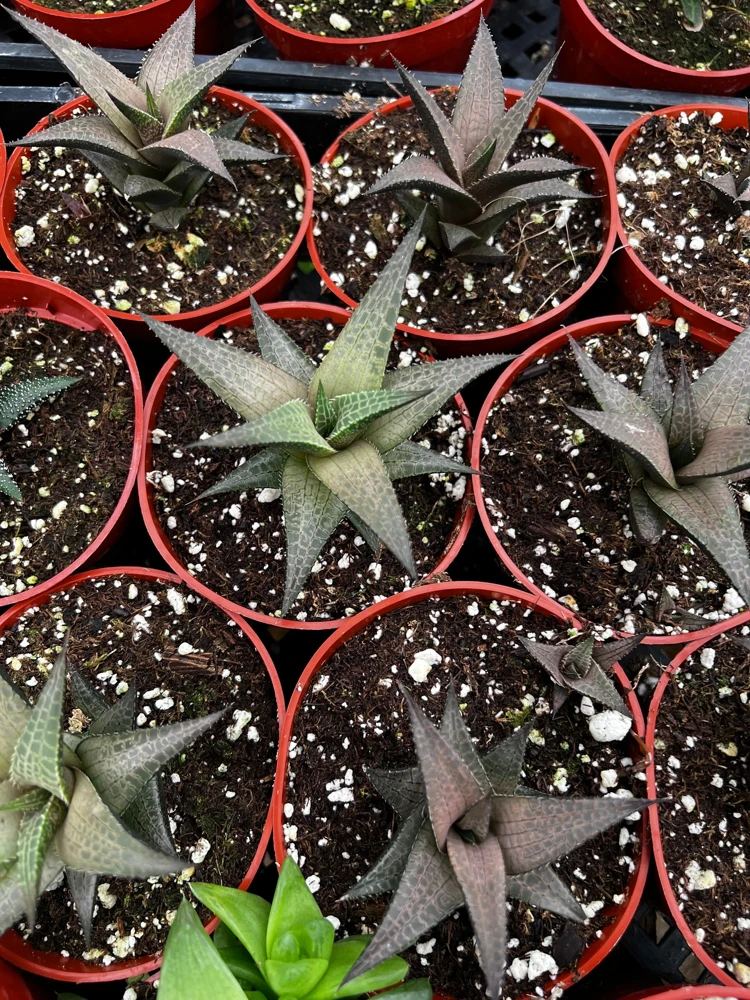 Haworthia Tessellata Live Succulent Plant - Rare & Easy Care, 4 inch Pot - Image 3