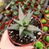 Haworthia Tessellata Live Succulent Plant - Rare & Easy Care, 4 inch Pot - Image 1