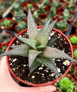 Haworthia Tessellata Live Succulent Plant - Rare & Easy Care, 4 inch Pot - Image 1
