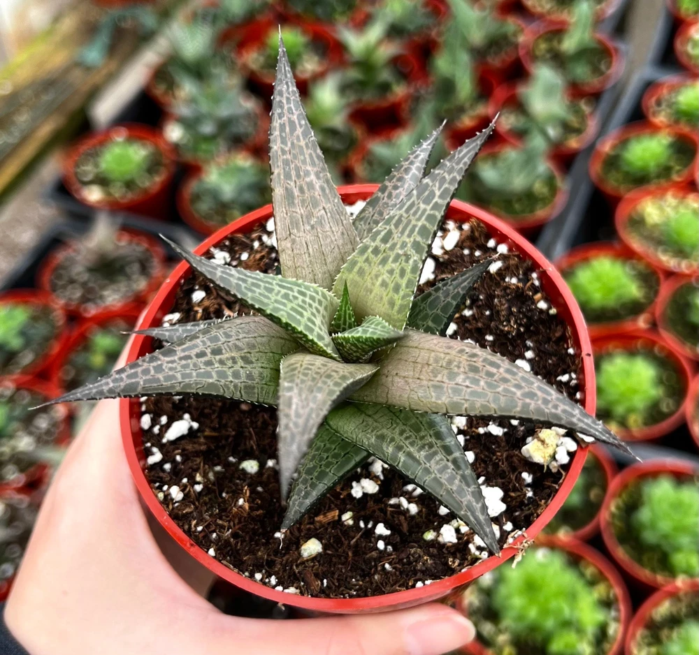 Haworthia Tessellata Live Succulent Plant - Rare & Easy Care, 4 inch Pot - Image 1
