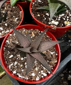 Haworthia Tessellata Live Succulent Plant - Rare & Easy Care, 4 inch Pot - Image 4