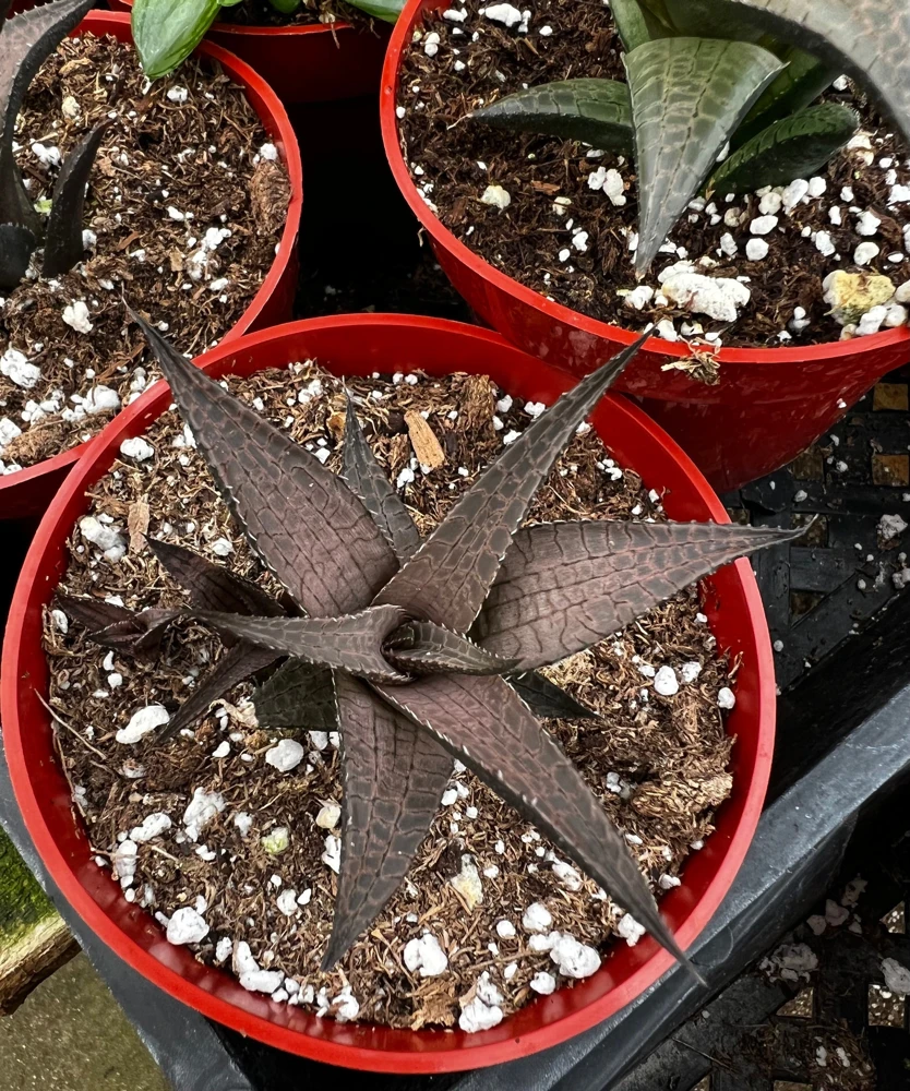 Haworthia Tessellata Live Succulent Plant - Rare & Easy Care, 4 inch Pot - Image 4
