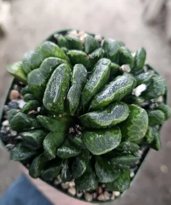 Haworthia Truncata Live Plant – Rare Succulent – 3.5 inch Pot – Indoor Houseplant - Image 2