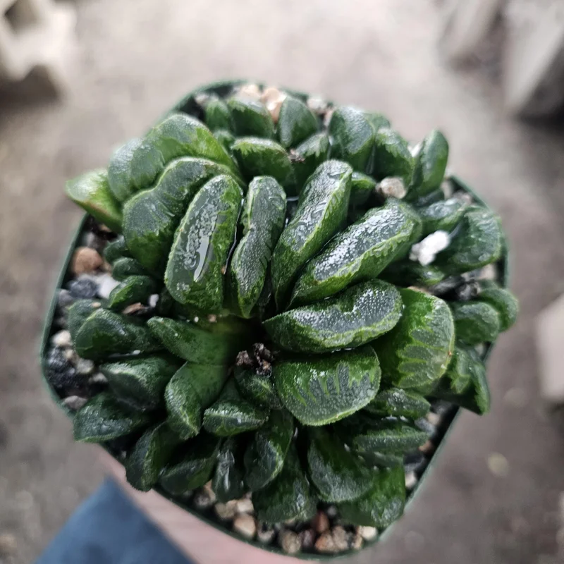 Haworthia Truncata Live Plant – Rare Succulent – 3.5 inch Pot – Indoor Houseplant - Image 2