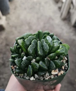 Haworthia Truncata Live Plant – Rare Succulent – 3.5 inch Pot – Indoor Houseplant - Image 3
