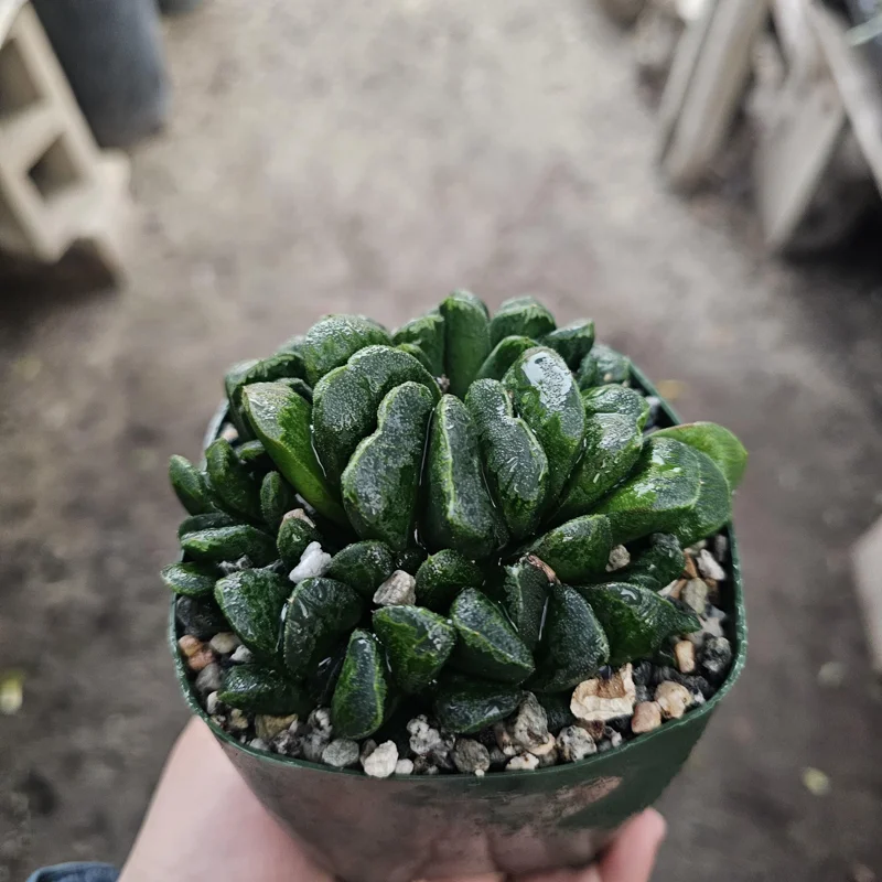 Haworthia Truncata Live Plant – Rare Succulent – 3.5 inch Pot – Indoor Houseplant - Image 3