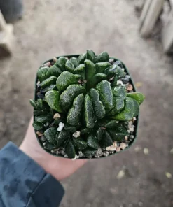Haworthia Truncata Live Plant – Rare Succulent – 3.5 inch Pot – Indoor Houseplant - Image 4