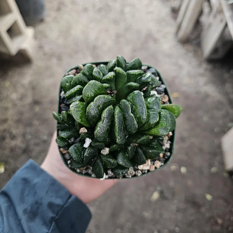 Haworthia Truncata Live Plant – Rare Succulent – 3.5 inch Pot – Indoor Houseplant - Image 4
