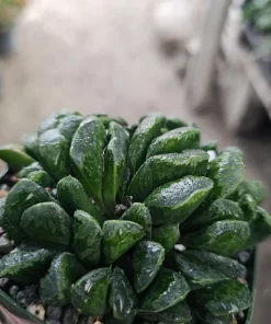 Haworthia Truncata Live Plant – Rare Succulent – 3.5 inch Pot – Indoor Houseplant - Image 5