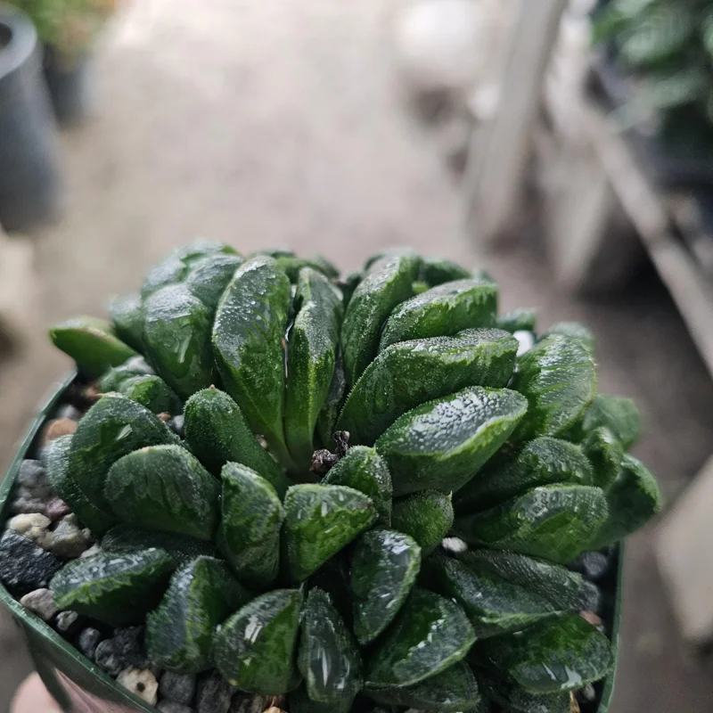 Haworthia Truncata Live Plant – Rare Succulent – 3.5 inch Pot – Indoor Houseplant - Image 5