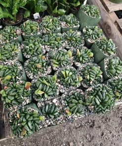 Haworthia Truncata Live Plant – Rare Succulent – 3.5 inch Pot – Indoor Houseplant - Image 6