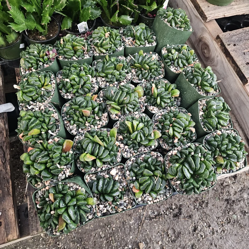 Haworthia Truncata Live Plant – Rare Succulent – 3.5 inch Pot – Indoor Houseplant - Image 6
