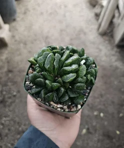 Haworthia Truncata Live Plant – Rare Succulent – 3.5 inch Pot – Indoor Houseplant - Image 1