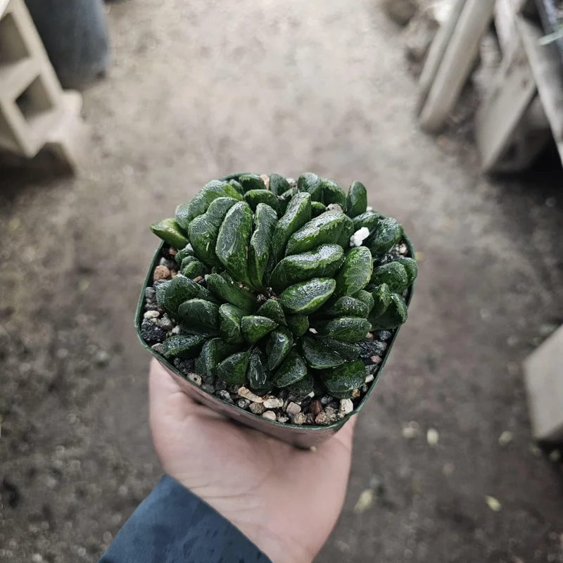 Haworthia Truncata Live Plant – Rare Succulent – 3.5 inch Pot – Indoor Houseplant - Image 1