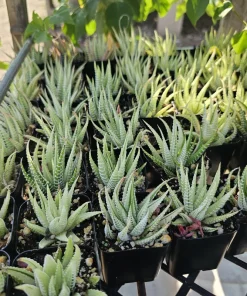 Haworthia Zebra Variegata Live Plant – Potted Succulent – 2 inch pot – Indoor - Image 2
