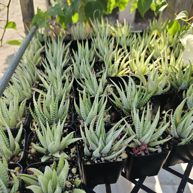 Haworthia Zebra Variegata Live Plant – Potted Succulent – 2 inch pot – Indoor - Image 2