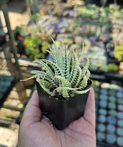 Haworthia Zebra Variegata Live Plant – Potted Succulent – 2 inch pot – Indoor - Image 3