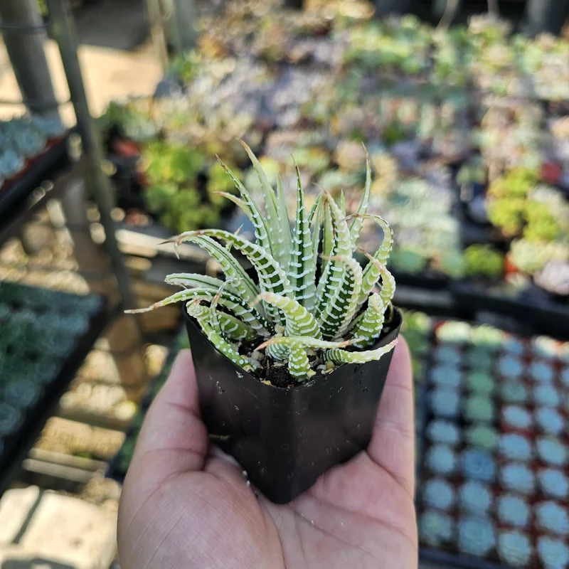 Haworthia Zebra Variegata Live Plant – Potted Succulent – 2 inch pot – Indoor - Image 3