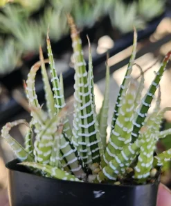 Haworthia Zebra Variegata Live Plant – Potted Succulent – 2 inch pot – Indoor - Image 4