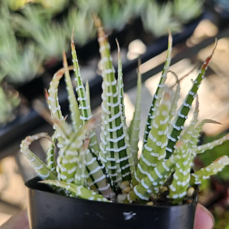 Haworthia Zebra Variegata Live Plant – Potted Succulent – 2 inch pot – Indoor - Image 4