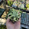 Haworthia Zebra Variegata Live Plant – Potted Succulent – 2 inch pot – Indoor - Image 1