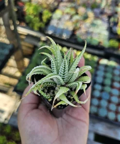 Haworthia Zebra Variegata Live Plant – Potted Succulent – 2 inch pot – Indoor - Image 1
