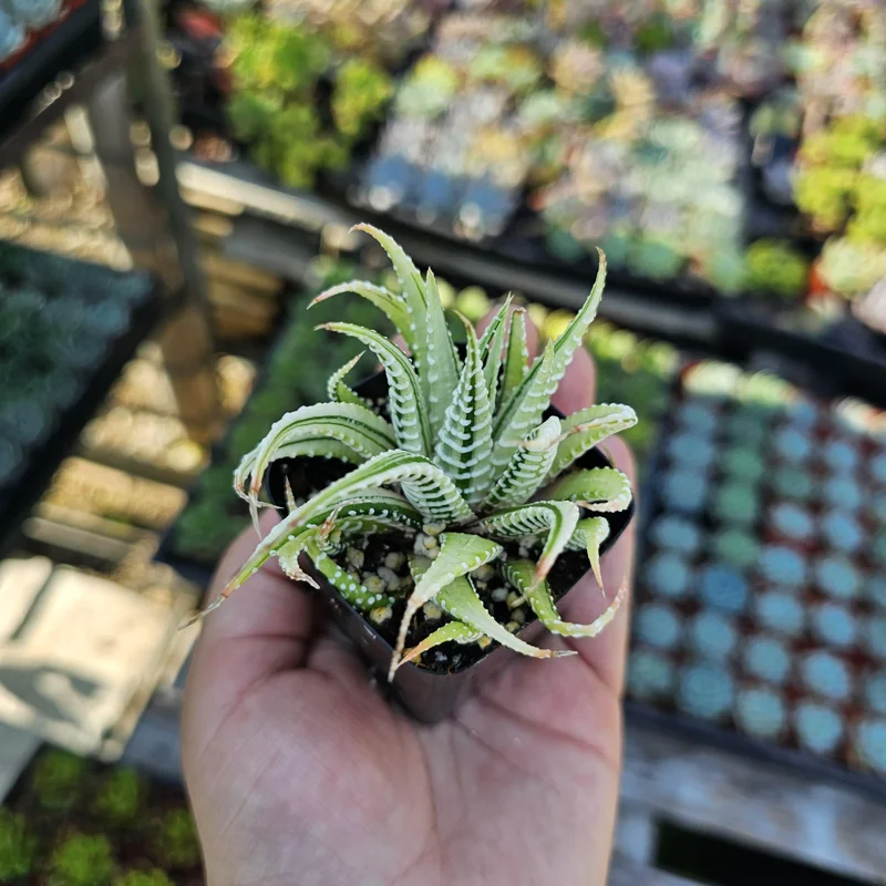 Haworthia Zebra Variegata Live Plant – Potted Succulent – 2 inch pot – Indoor - Image 1