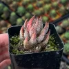 Haworthiopsis Reinwardtii Live Succulent Plant – Eagle's Claw – 2.5'' Pot – Indoor - Image 1