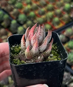 Haworthiopsis Reinwardtii Live Succulent Plant – Eagle's Claw – 2.5'' Pot – Indoor - Image 1