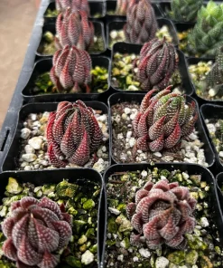 Haworthiopsis Reinwardtii Live Succulent Plant – Eagle's Claw – 2.5'' Pot – Indoor - Image 2
