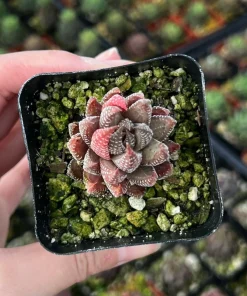 Haworthiopsis Reinwardtii Live Succulent Plant – Eagle's Claw – 2.5'' Pot – Indoor - Image 3