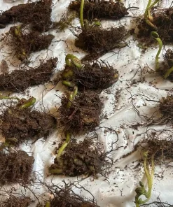 Hay Scented Fern Rhizomes - 10 Live Bare Root Perennial Plants 3-6" Long - Image 2