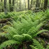 Hay Scented Fern Rhizomes - 10 Live Bare Root Perennial Plants 3-6" Long - Image 1