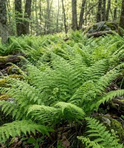 Hay Scented Fern Rhizomes - 10 Live Bare Root Perennial Plants 3-6" Long - Image 1