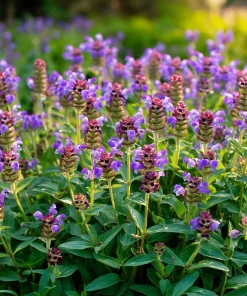 Heal All Seeds - Prunella Vulgaris, Purple Perennial Flower Seeds - 100 Seeds - Image 2
