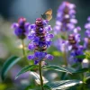 Heal All Seeds - Prunella Vulgaris, Purple Perennial Flower Seeds - 100 Seeds - Image 1