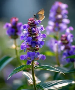 Heal All Seeds - Prunella Vulgaris, Purple Perennial Flower Seeds - 100 Seeds - Image 1
